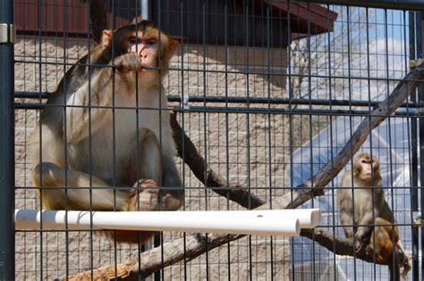 Caution: Monkeys — Florida officials warn residents amid simian sightings